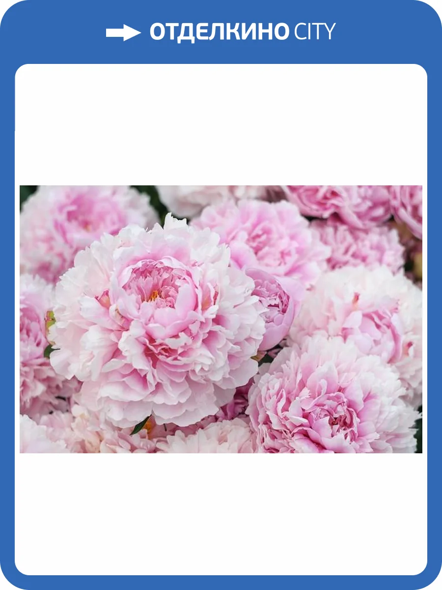 3D Фотообои Artegrafico «Махровые пионы» PN009 акварель фото 2