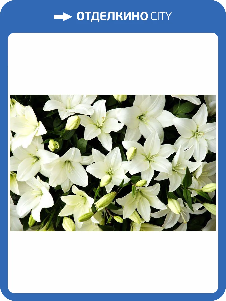 3D Фотообои Artegrafico «Белые лилии с бутонами» LIL010 акварель фото 2