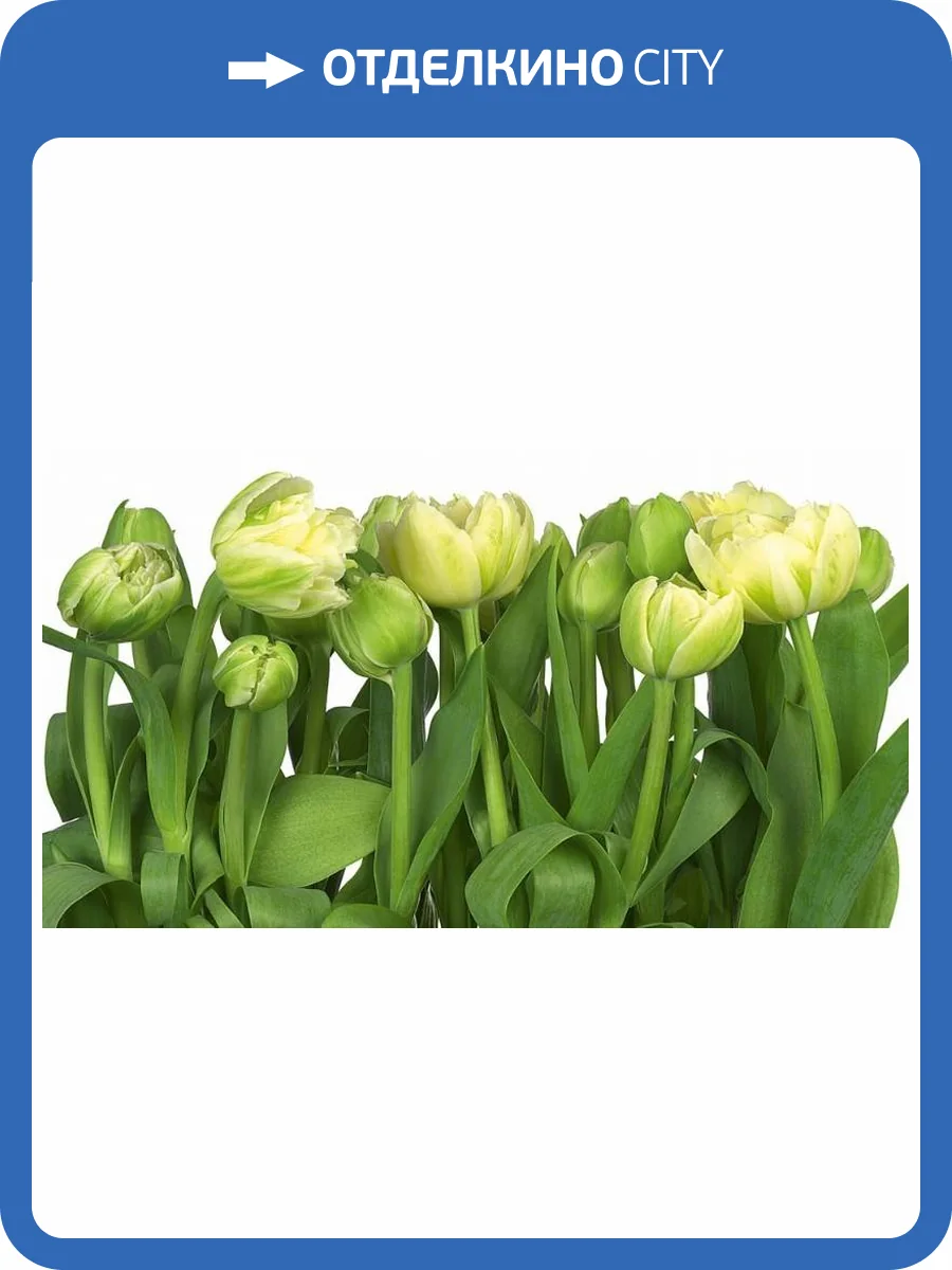 3D Фотообои Artegrafico «Салатовые тюльпаны» TUL-017 акварель фото 2