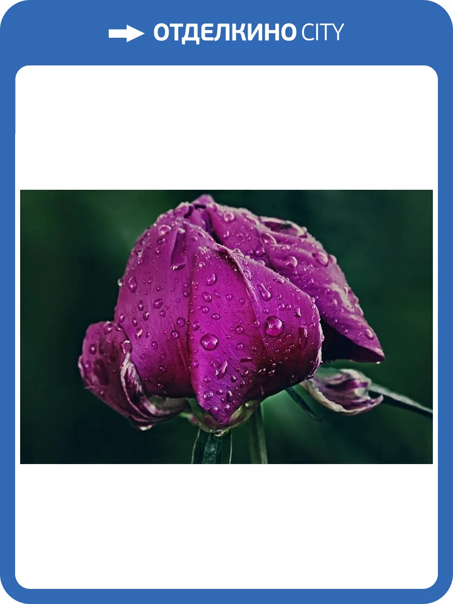 3D Фотообои Artegrafico «Пион после дождя» PN014 песок фото 2