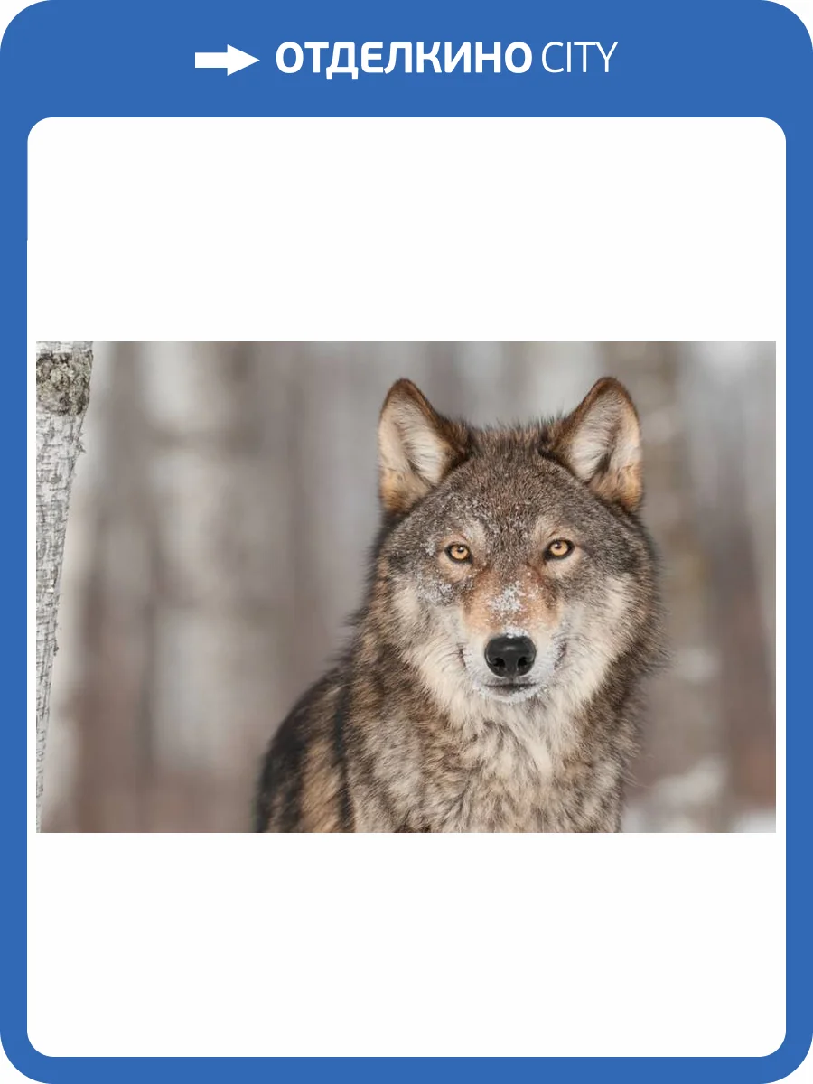 3D Фотообои Artegrafico «Взгляд волка» WILD-006 песок фото 2