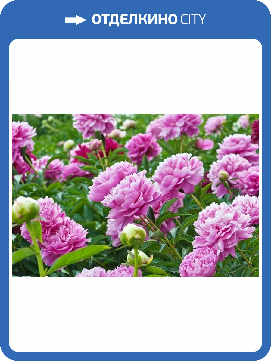 3D Фотообои Artegrafico «Сиреневые пионы» PN-022 канвас фото 2