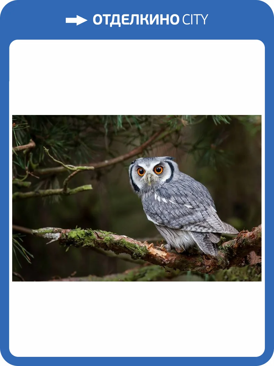 3D Фотообои Artegrafico «Симпатичная сова» WILD-022 песок фото 2