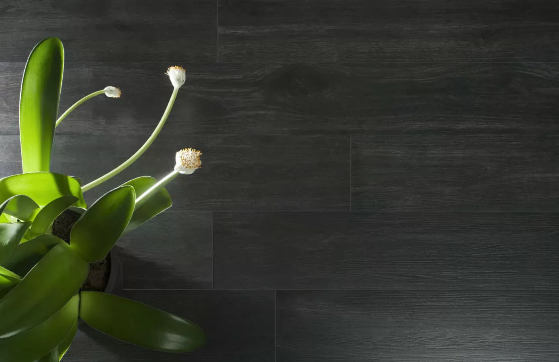 Emigres Hardwood фото 3