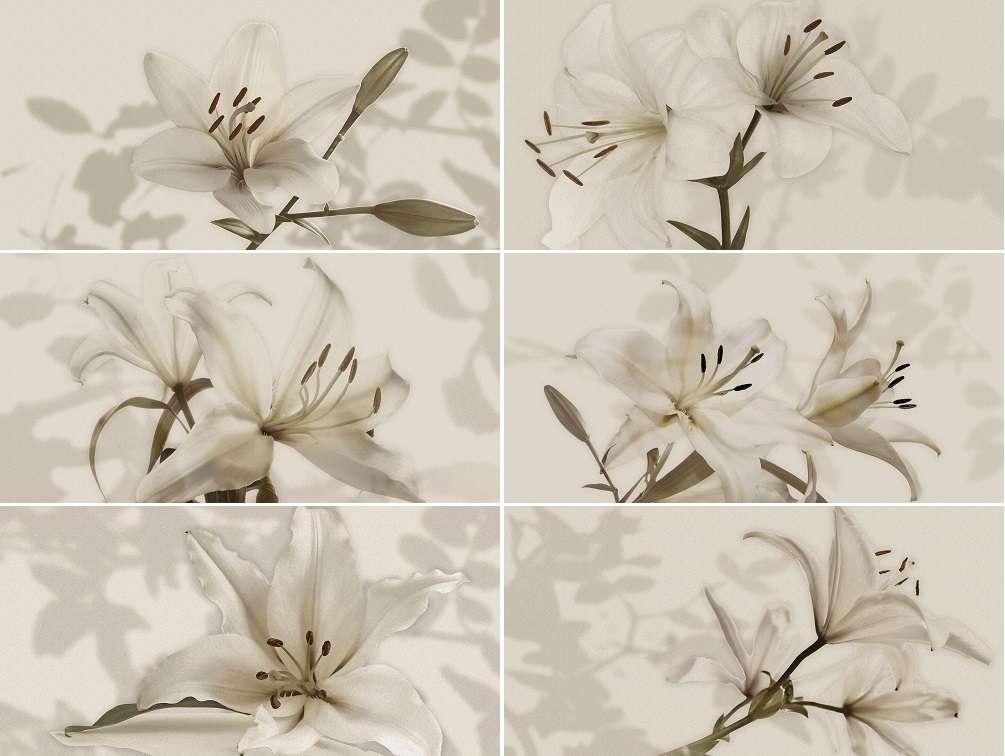 Gardenia Orchidea Gioia фото 12