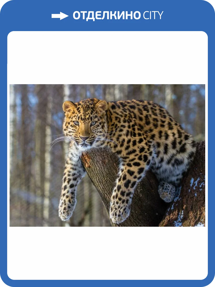 3D Фотообои Artegrafico «Амурский леопард» WILD-001 акварель фото 2