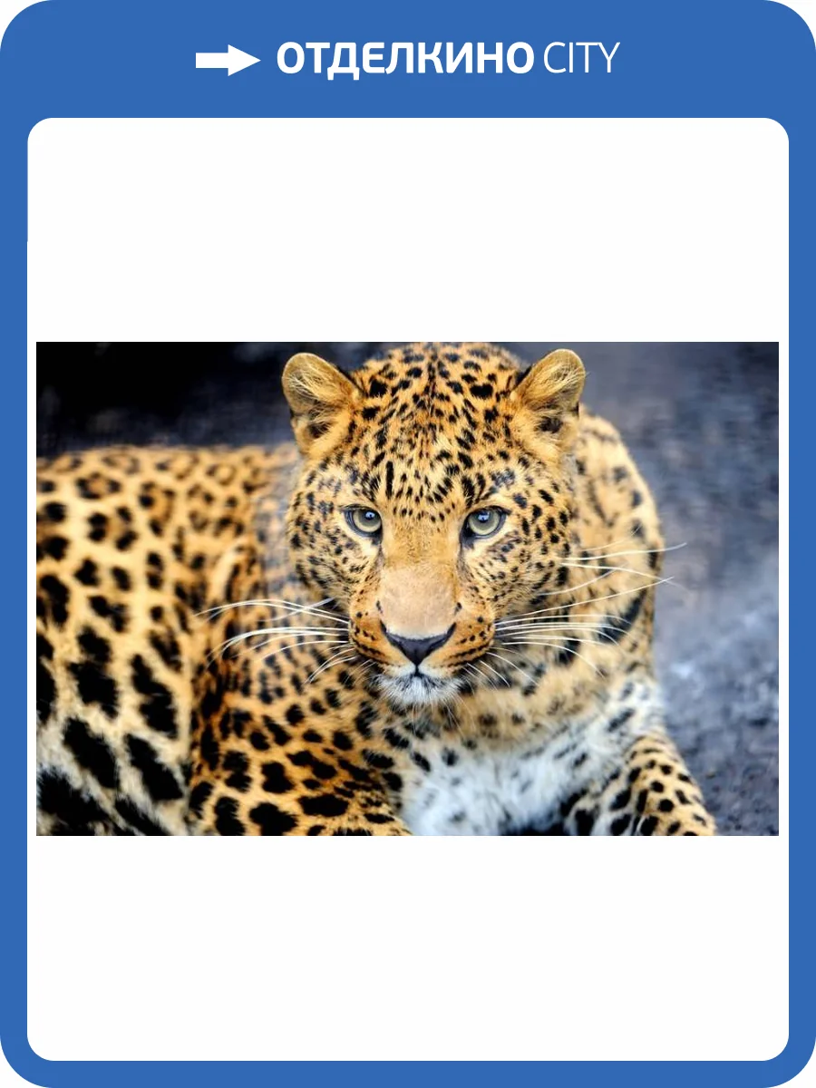 3D Фотообои Artegrafico «Красивый леопард» WILD-016 акварель фото 2