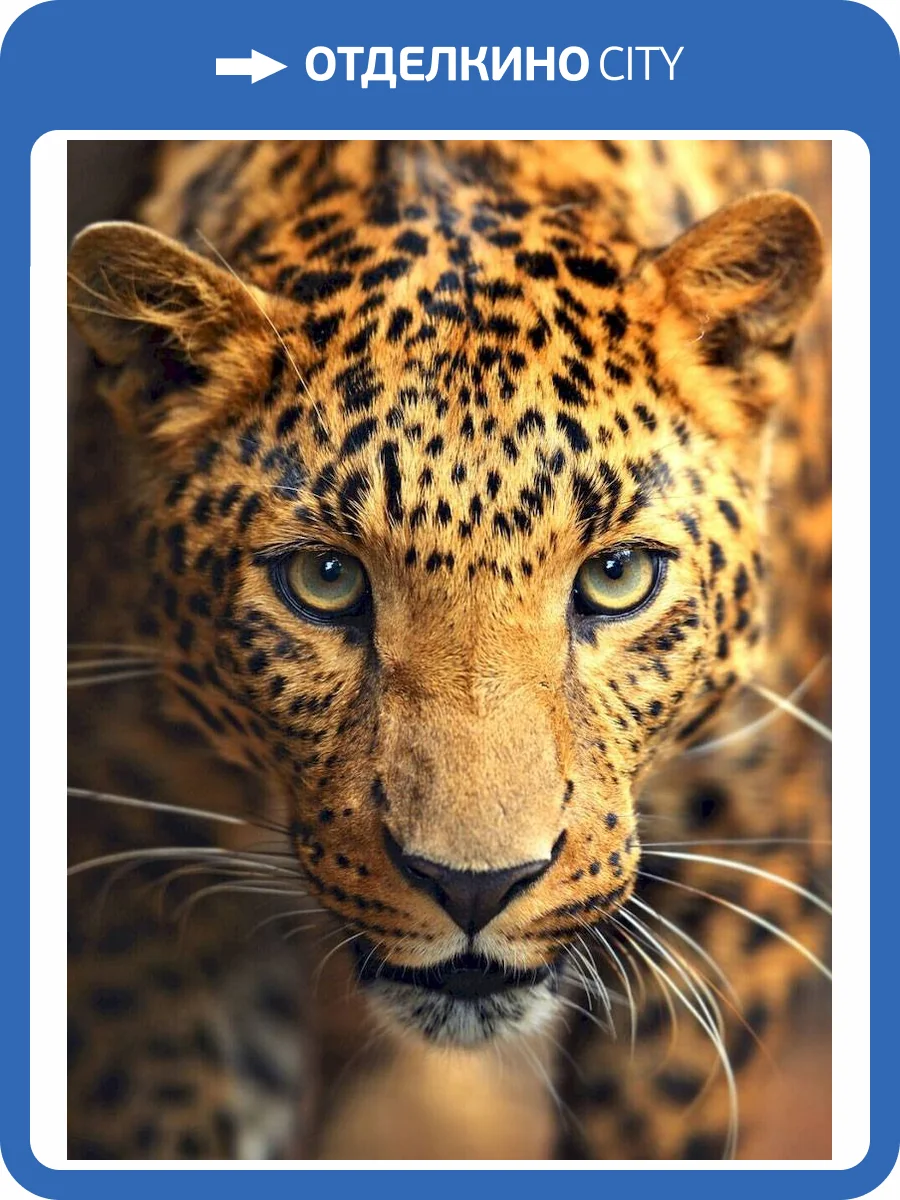 3D Фотообои Artegrafico «Леопард портрет» NK-003 канвас фото 2