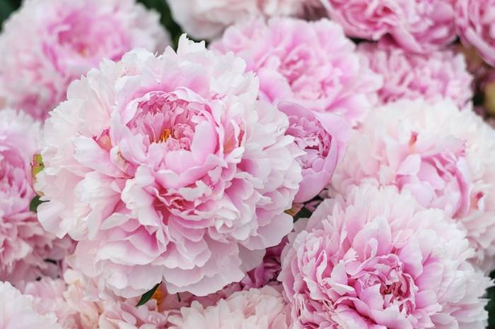 3D Фотообои Artegrafico «Махровые пионы» PN009 песок