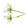 Панно Cerrol City White Lilies 40x50