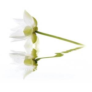 Панно Cerrol City White Lilies 40x50