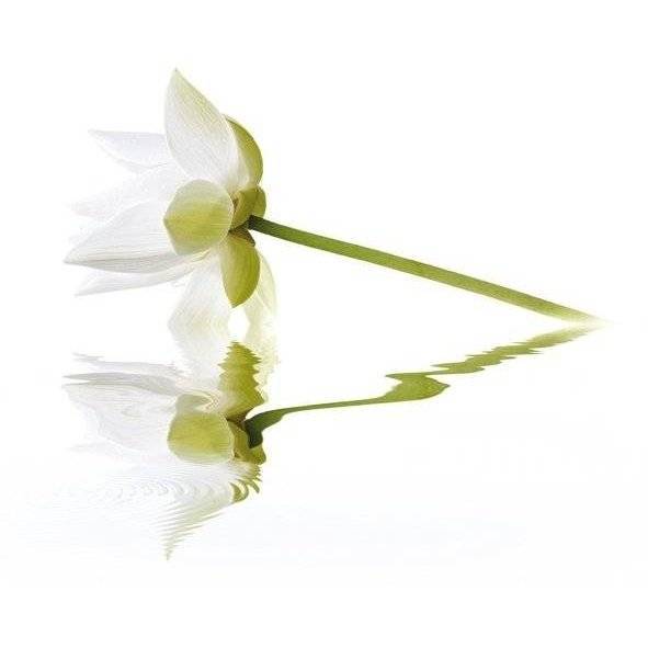 Панно Cerrol City White Lilies 40x50
