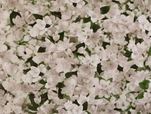 Обои Elysium Ясмин Е107203