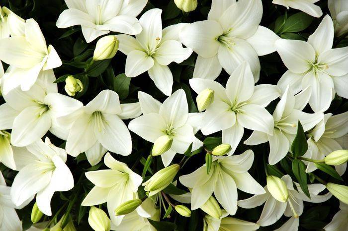 3D Фотообои Artegrafico «Белые лилии с бутонами» LIL010 песок