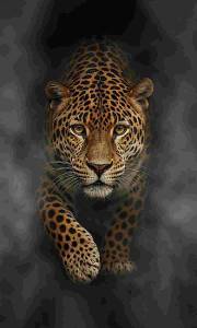 Ковер Кайраккумские ковры 240-75 Прямоугольник 1.5x2.5 м