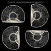 Бра Crystal Lux Wave WAVE AP6W LED TRANSPARENT фото 5