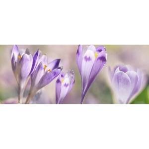 Декор Ceradim Lola КВС17Lola2 Dec 2 20x50