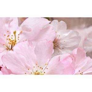 Декор Belleza Букет 09-01-41-663 25x40