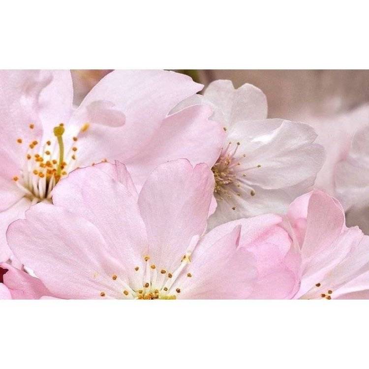 Декор Belleza Букет 09-01-41-663 25x40