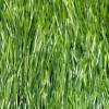 Искусственная трава FlexiGrass спортивная, высота ворса 50 мм фото 3