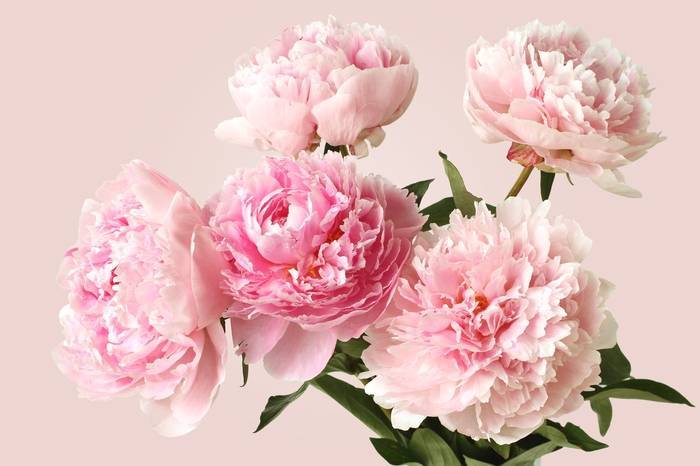 3D Фотообои Artegrafico «Нежные пионы» PN011 песок