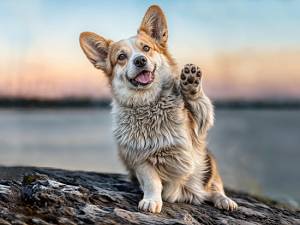 Ковер Кайраккумские ковры 175-41 Прямоугольник 1.5x2.5 м