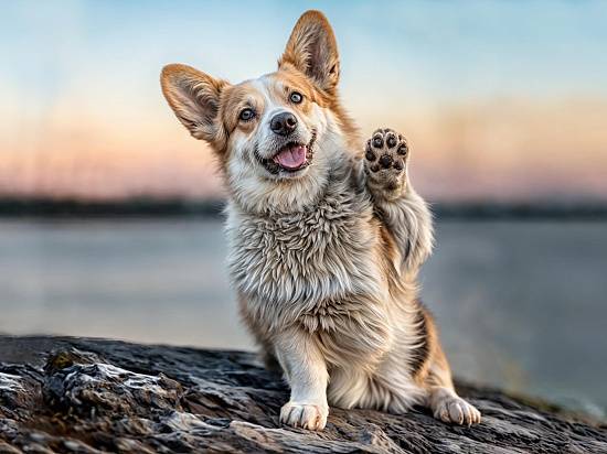 Ковер Кайраккумские ковры 175-41 Прямоугольник 1.5x2.5 м