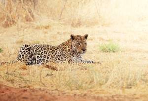 3D Фотообои Artegrafico «Леопард» A001 акварель