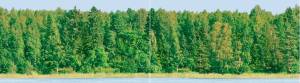 Панно Ceradim Forest КПН16Forest 25x90