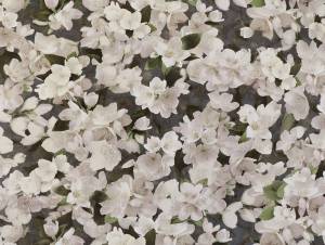 Обои Elysium Ясмин Е107206