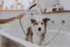 Душевая лейка Hansgrohe DogShower 26640700 для собак, матовая белая фото 3