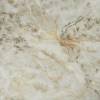 Керамогранит Bonaparte Porcelain Tile ELDA GOLD 60x60