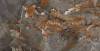 Керамогранит Bluezone Agyaro BZ75019 Brown High Glossy 60x120