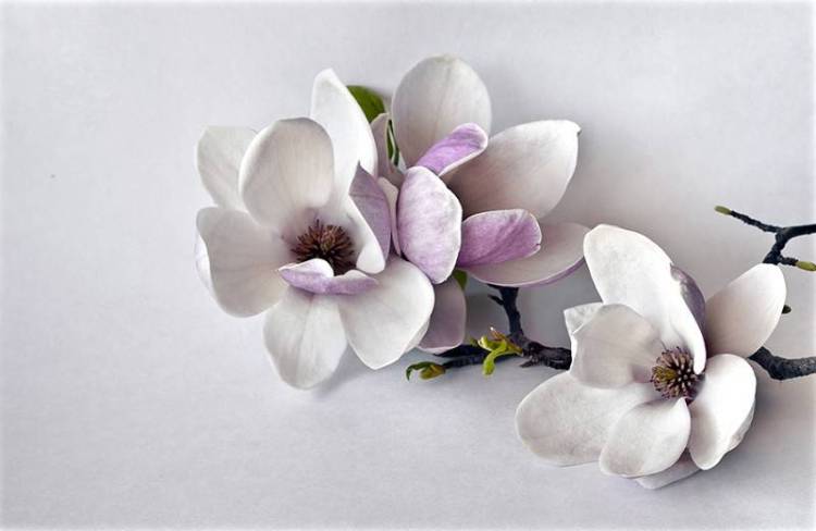 3D Фотообои Artegrafico «Нежная магнолия на стене» FW-015 песок