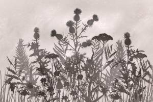 3D Фотообои Artegrafico «Полевые растения» HRB-024 акварель