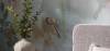 Керамогранит FAP Ceramiche Color Mood fRYI Flowery Field Matt 120x278 фото 13