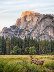Ковер Кайраккумские ковры 238-81 Прямоугольник 2x3 м