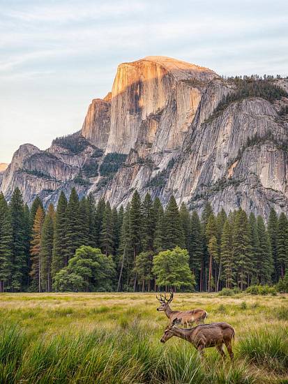 Ковер Кайраккумские ковры 238-81 Прямоугольник 2x3 м