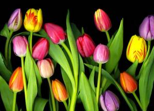 3D Фотообои Artegrafico «Тюльпаны на темном фоне» TUL-013 акварель