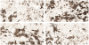 Керамогранит Ocean ceramic Alaska Crema 60x120 фото 2