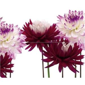 Панно Cerrol Porto Matiz A 50x60