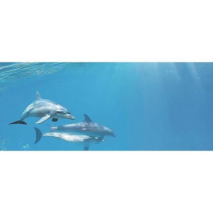 Декор Cerrol Porto Dolphins 1 Centro 25x60