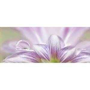 Декор Ceradim Lola КВС17Lola1 Dec 1 20x50