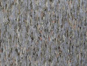 Обои Elysium Форма Е300106