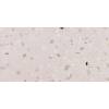 Керамогранит Pamesa Doria 017.250.0598.10382 Sabbia 60x120