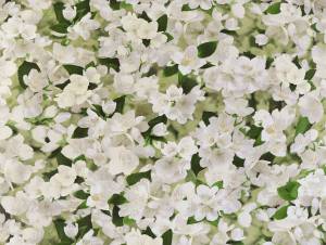 Обои Elysium Ясмин Е107205