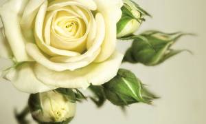 3D Фотообои Artegrafico «Бежевая роза» R838-2 акварель