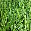 Искусственная трава FlexiGrass спортивная, высота ворса 50 мм фото 2