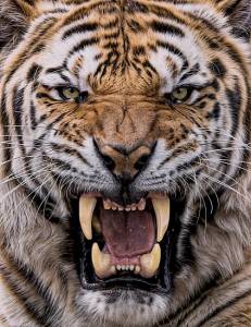 Ковер Кайраккумские ковры 180-81 Прямоугольник 2x3 м