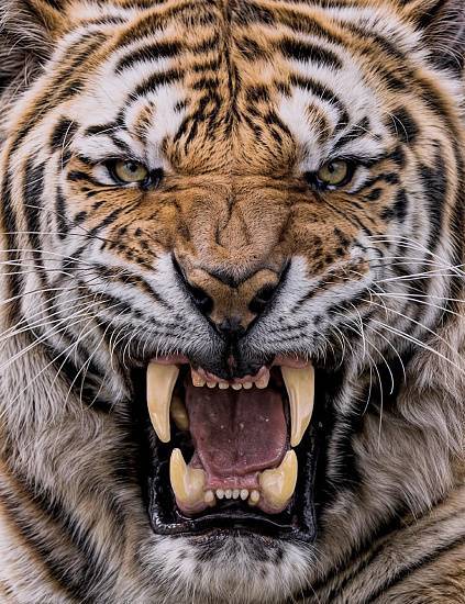 Ковер Кайраккумские ковры 180-81 Прямоугольник 2x3 м